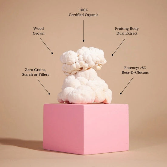 Lion's Mane Mushroom